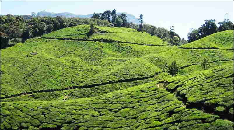 Tea Plantations